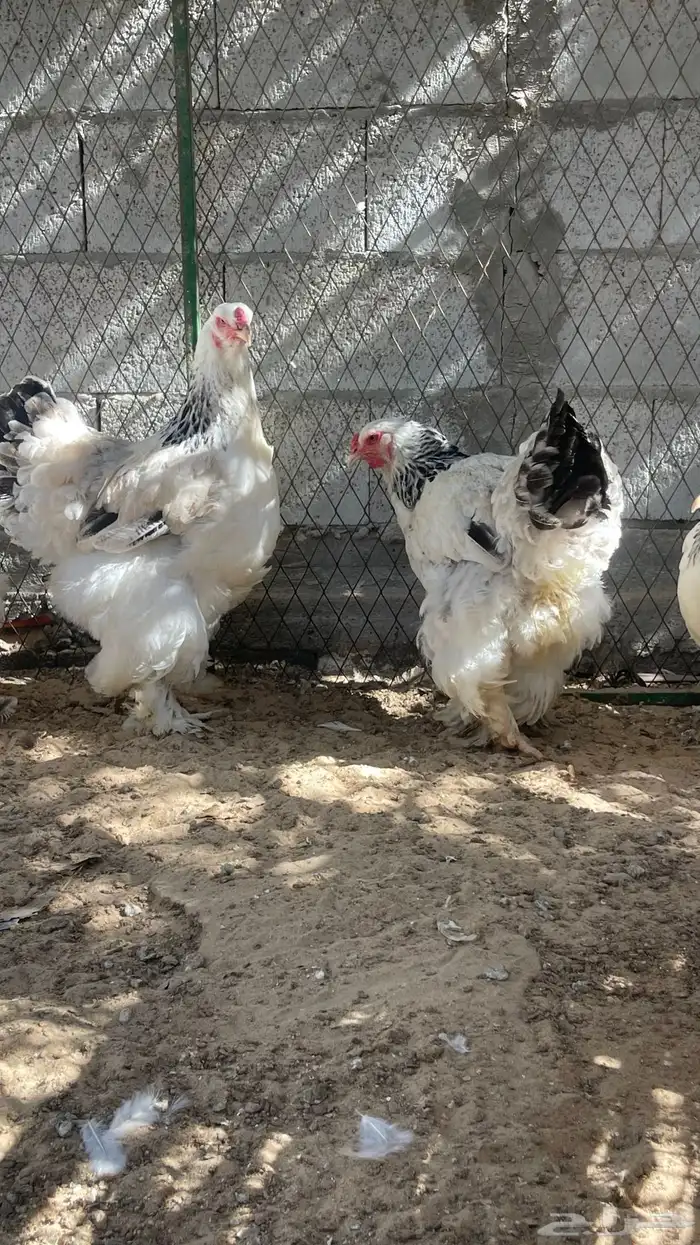 اللبيع دجاج براهما 6