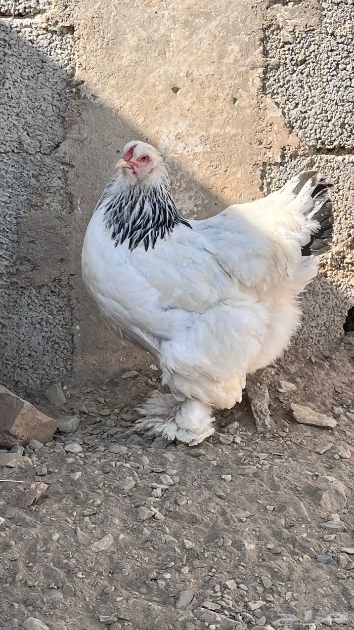 دجاج براهما كلومبي 4