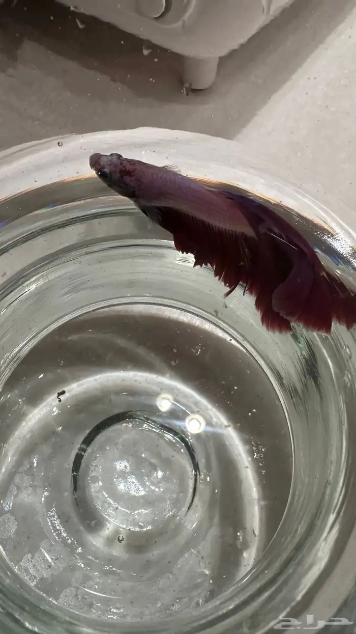 سمكه الفايتر 1