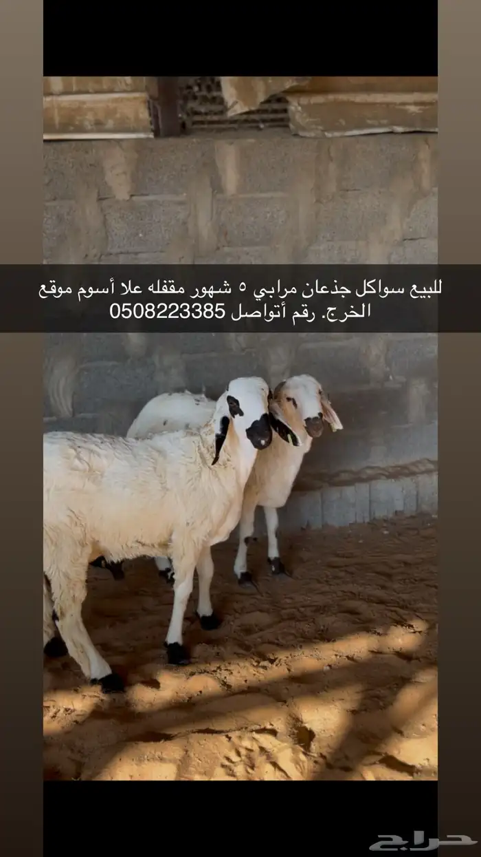سواكن الجدعان مرابي خمس شهور 0