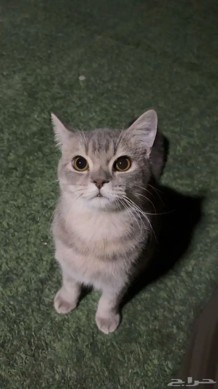 قط للتبني 3