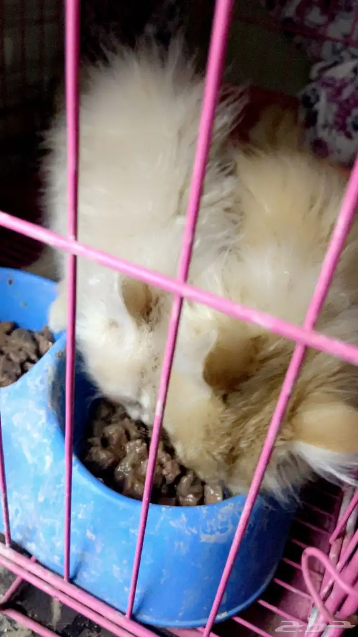 قطتين تيكن صغار 3