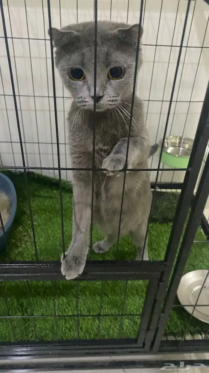 انثى سكوتش فولد تبني 0