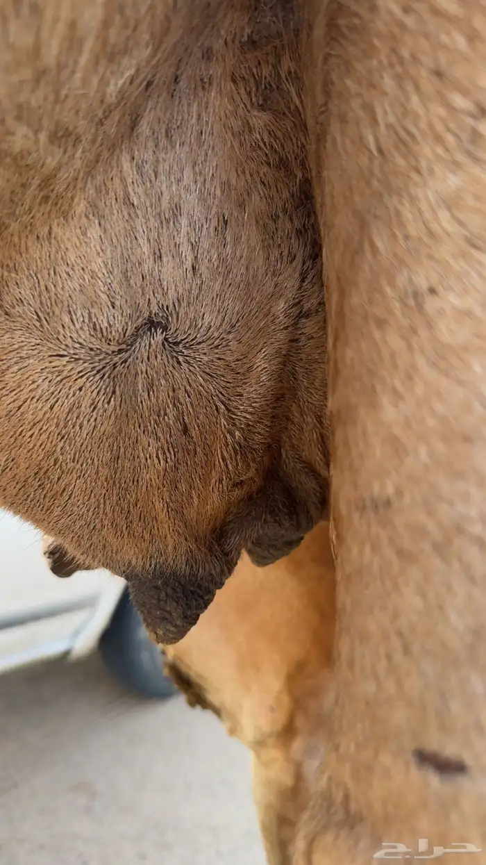 ملاقي ساحلية وعلى وشك الولادة 17