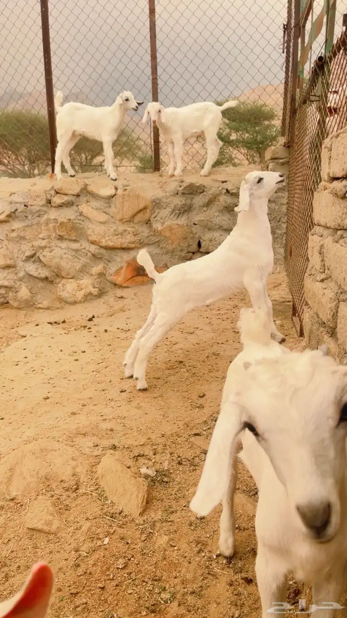 تيوس العمر شهر 0