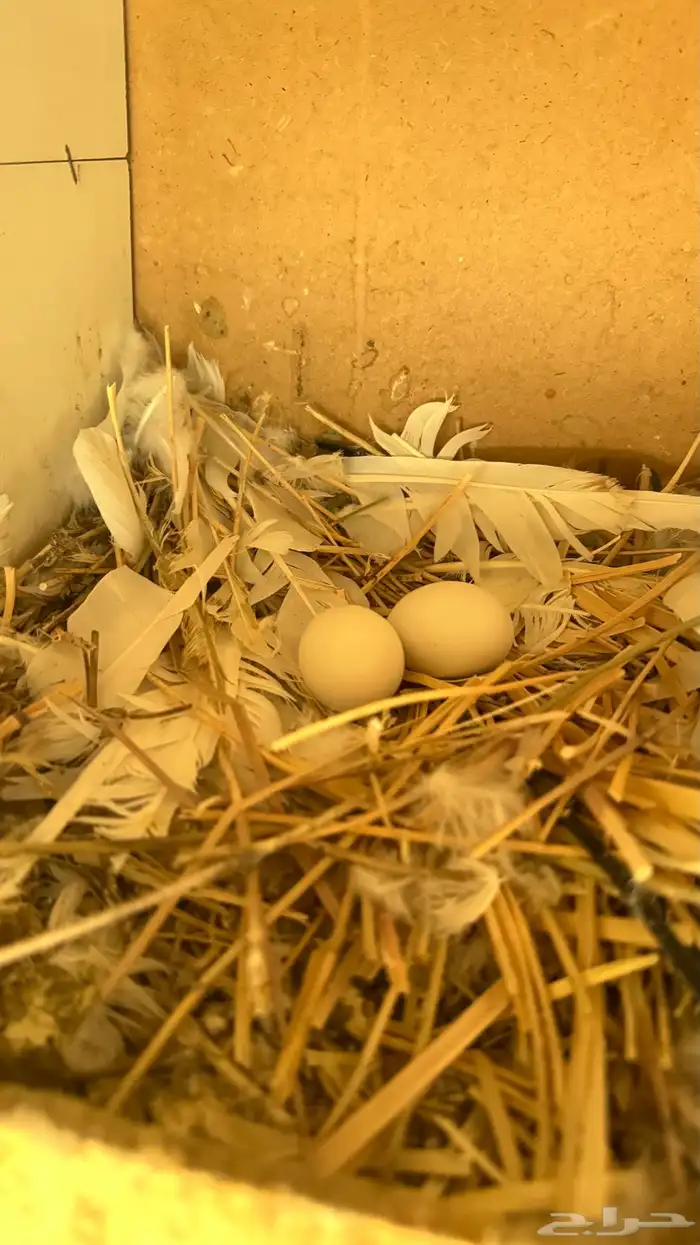 حمام فرنسي 12