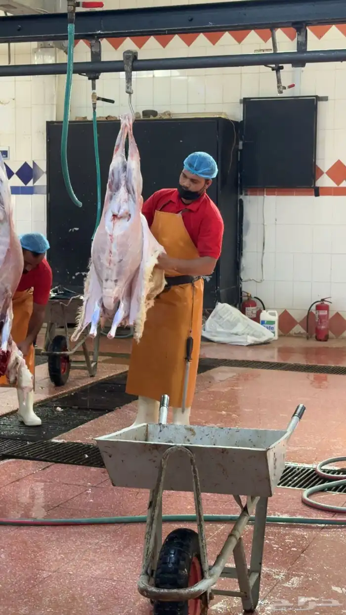 ذبايح سواكن وحريات ثلاجه 6