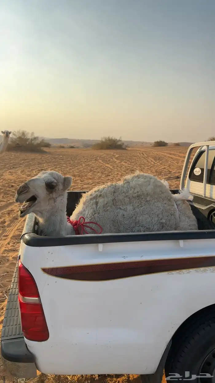 بكره للببع 1