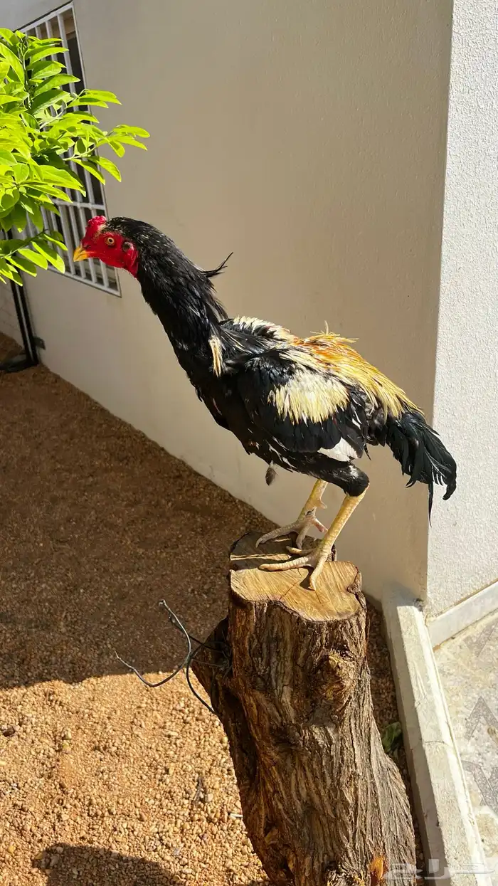 دجاج سندي بيييور 2