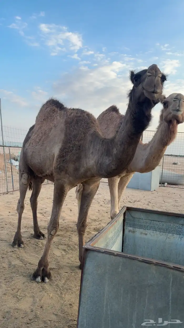 للبيع لقحه صفرا 2