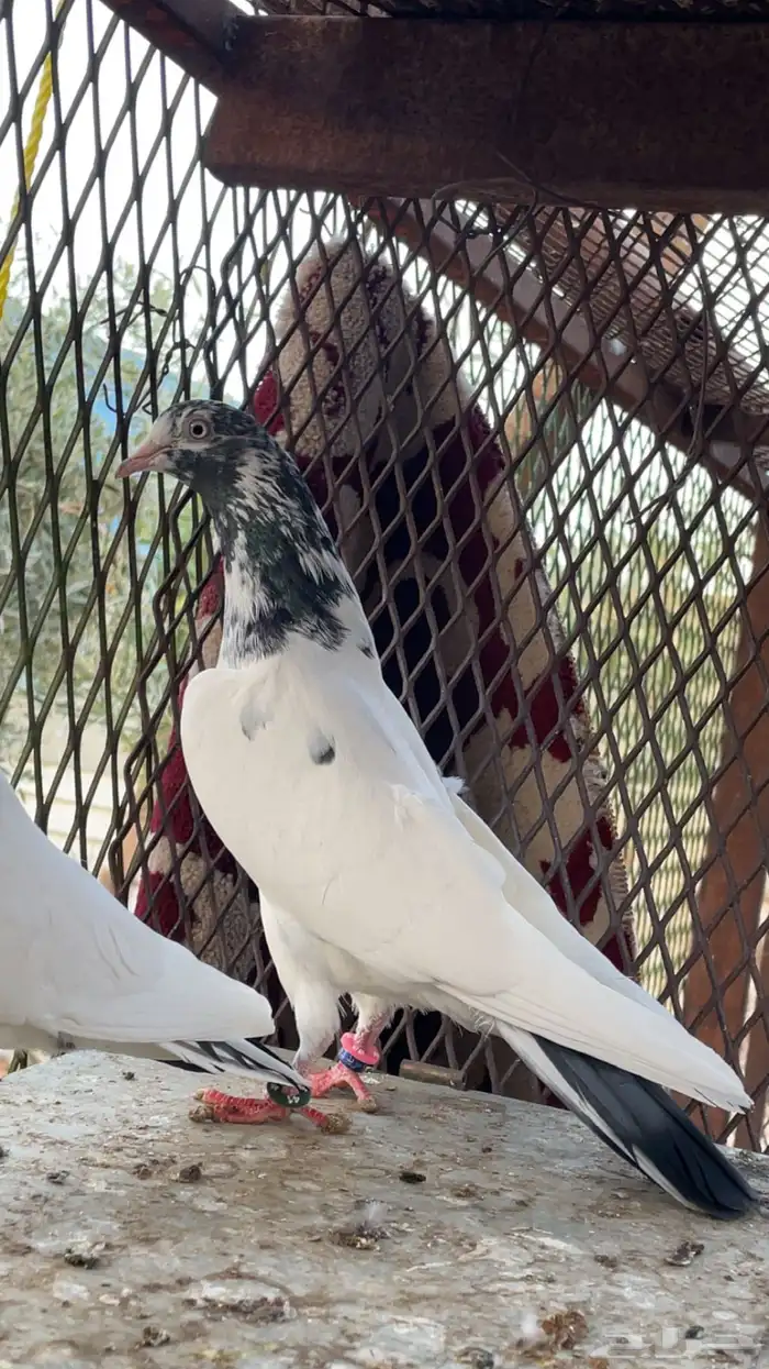 اجوز باكستاني بيور. 1