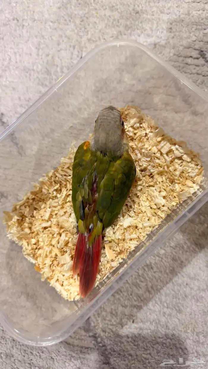 فرخ كنيور اناناس رد فاكتور 3