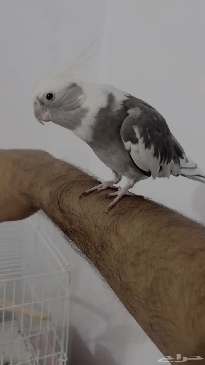 بغبغاء كروان 0