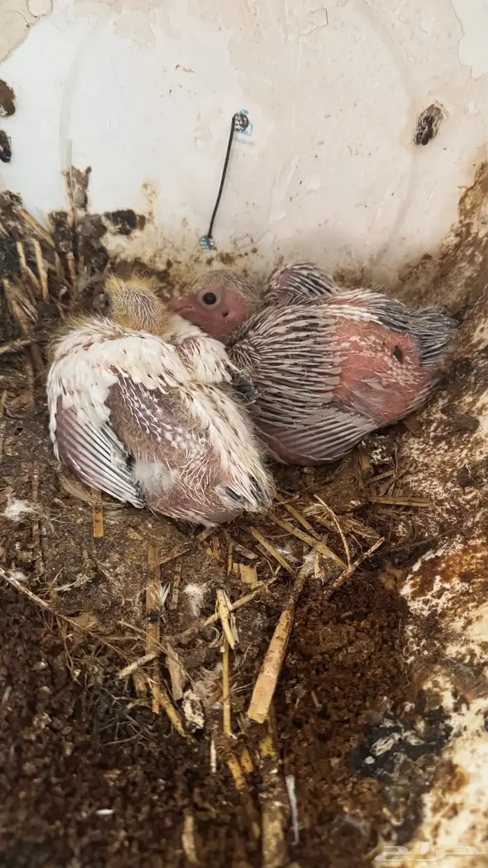 حمام فرنسي 5