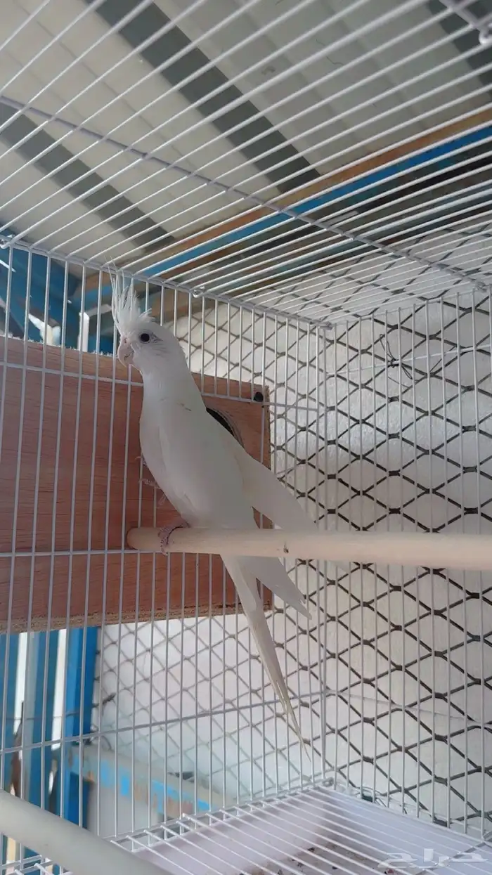 للبيع ببغاء كروان(تم البيع) 10