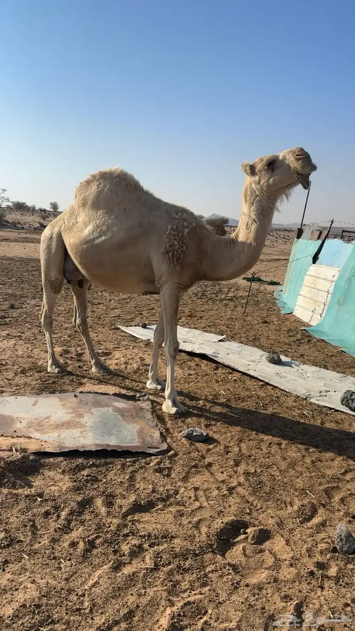 نياق خلفات كفو 6