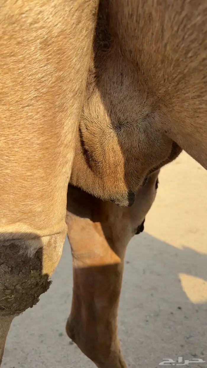 ملاقي ساحلية وعلى وشك الولادة 19