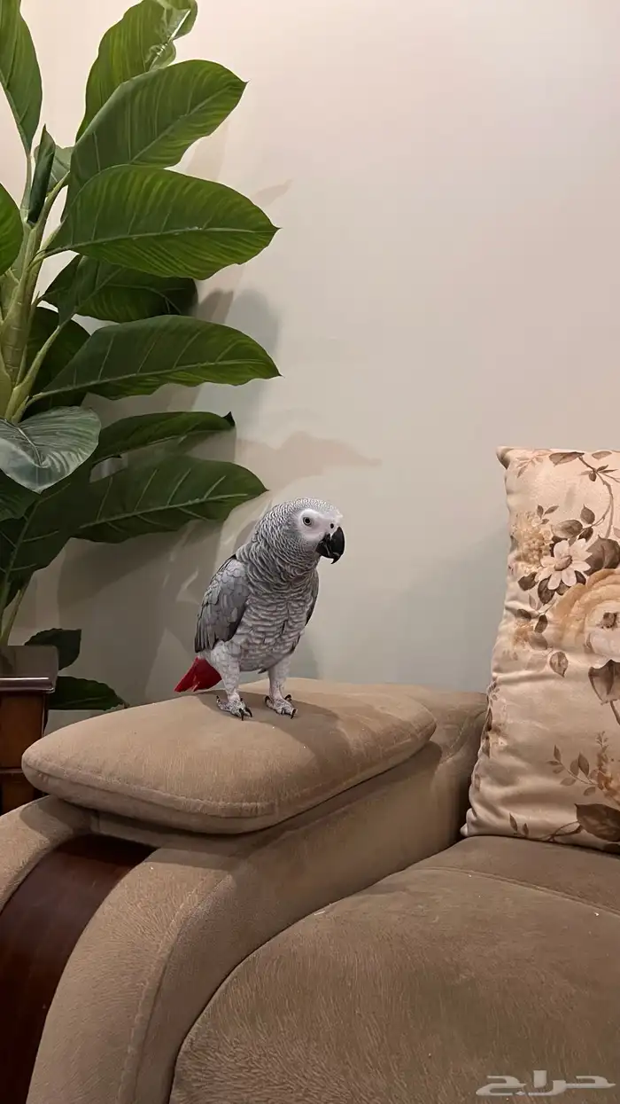 كاسكو أليف ومتكلم 1