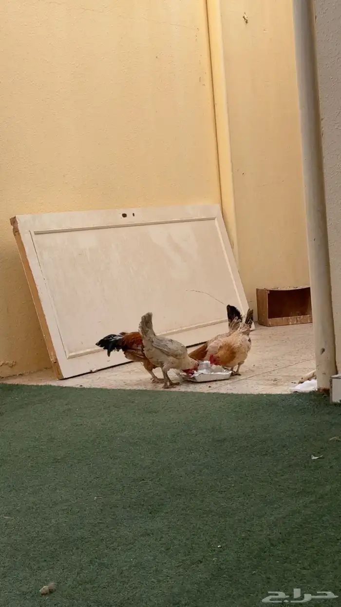 دجاج بلدي بياض تم البيع 0