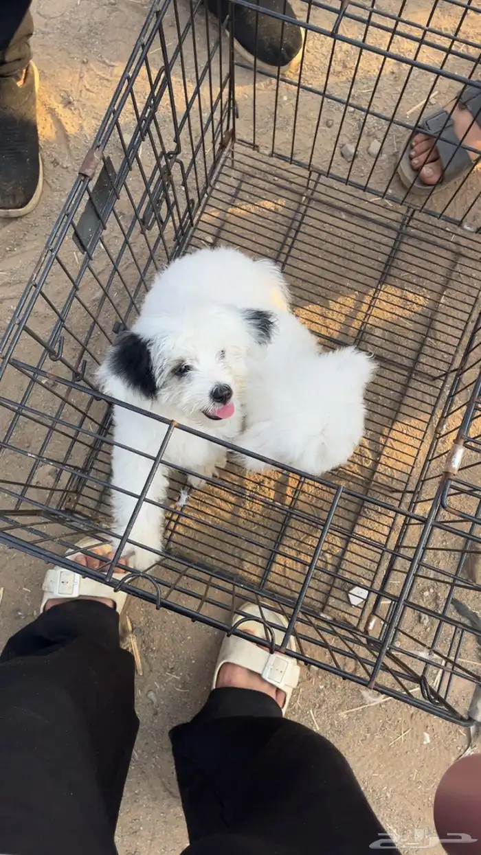 2 كلاب شيواوا 1