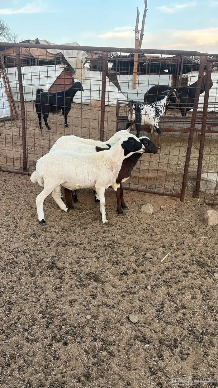 طليان للبيع 3