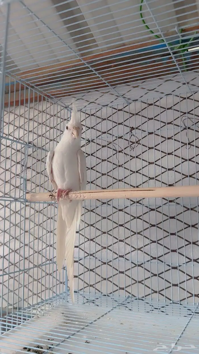 للبيع ببغاء كروان(تم البيع) 8