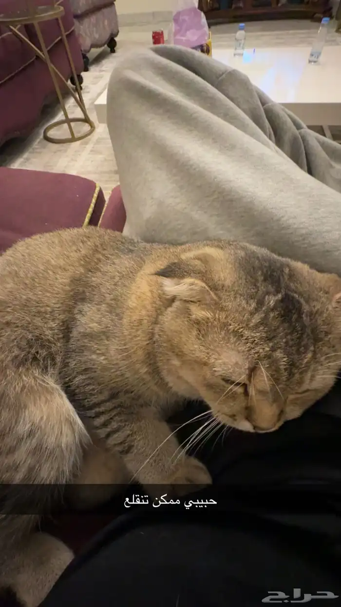 قط سكوتش فولد ذكر للبيع العمر 8 شهور 0