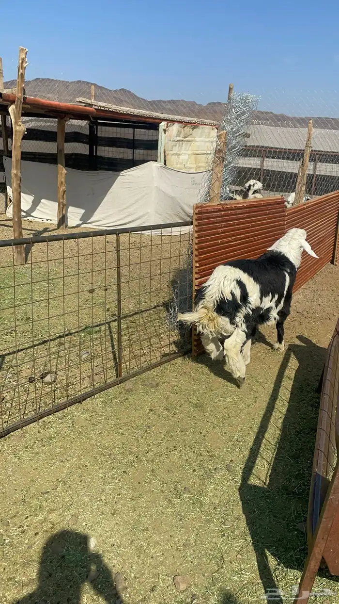 خاروف نجدي ذبيحه طيب بالحيل 1