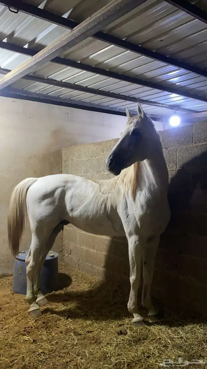 حصان واهو فرنسي جزيري 2