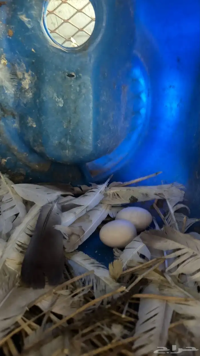 حمام فرنسي 13