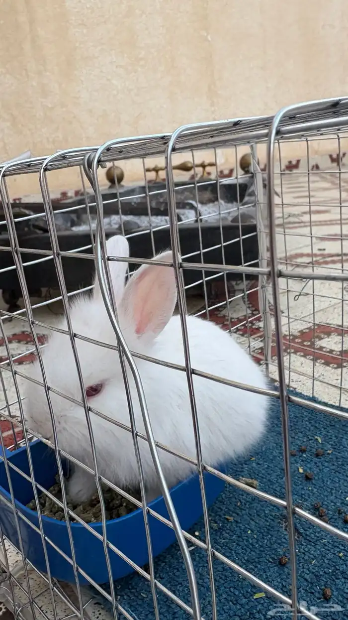 ارنب للبيع 0