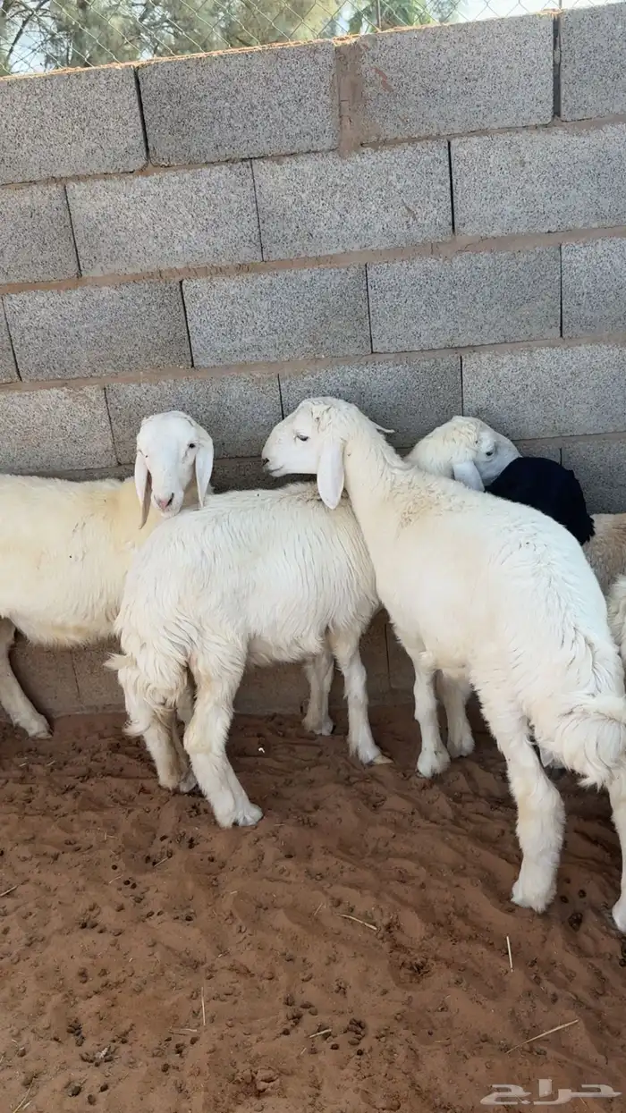 بهم حري مغلق 0