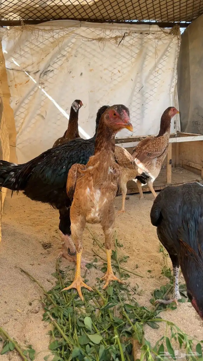 دجاج بكستاني 2