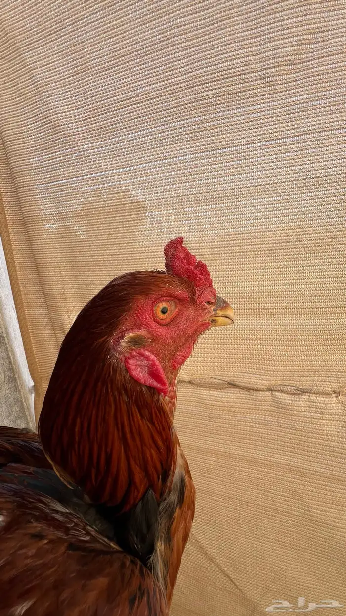 ديك سندي العدد 2 ذكور 1