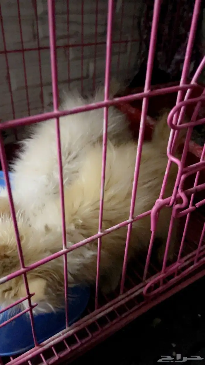 قطتين تيكن صغار 2