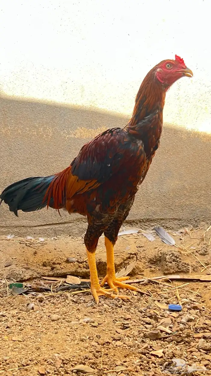 ديك سندي العدد 2 ذكور 9