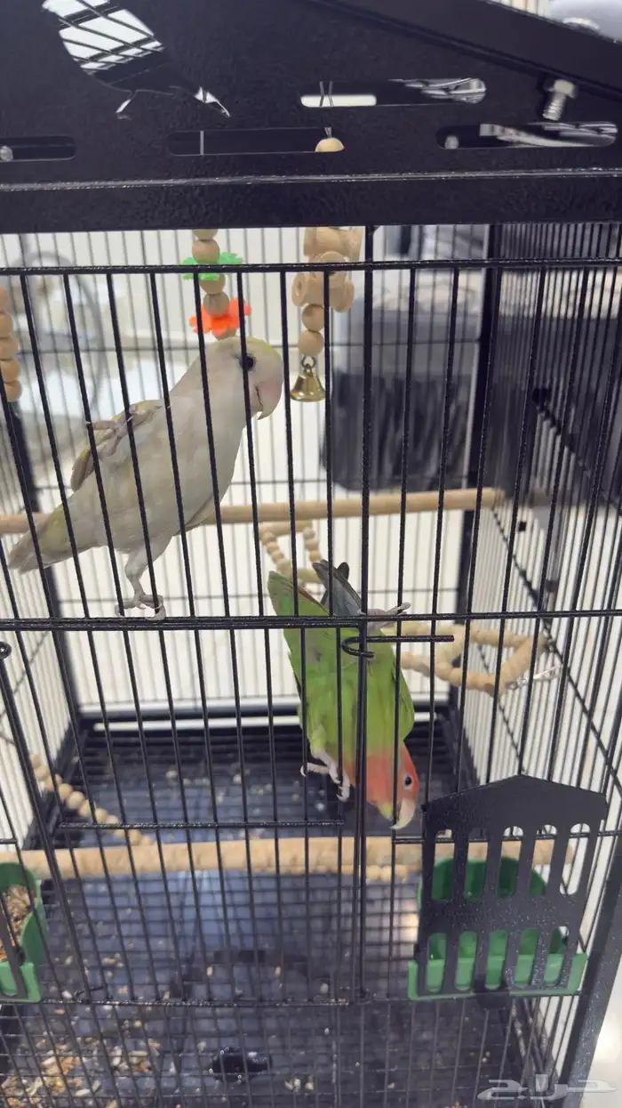 جوز روز للبيع على السوم 6