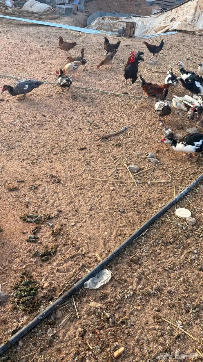 للبيع وز وبط 0