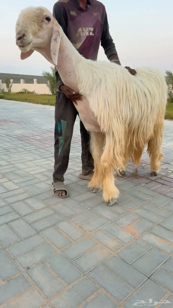 فحل نجدي ( عيسي ) فردي 2