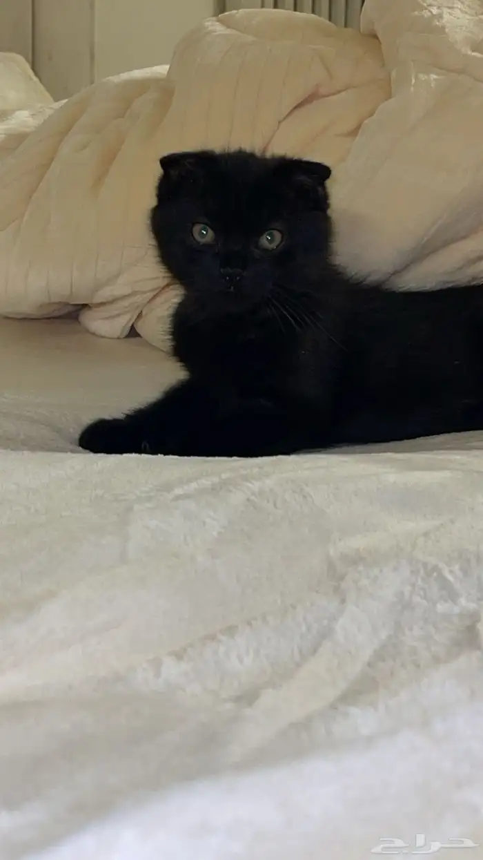 للبيع قط من اب سكوتش وام همالايا العمر 3 شهور 0