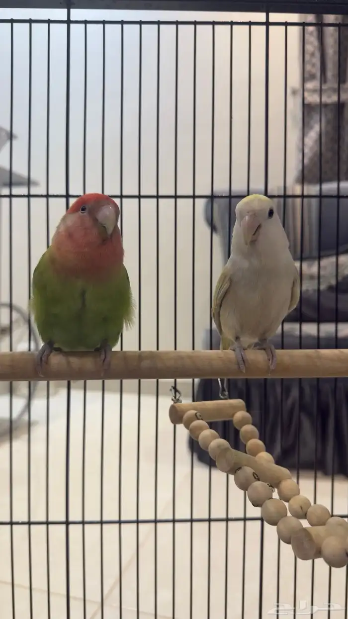 جوز روز للبيع على السوم 1