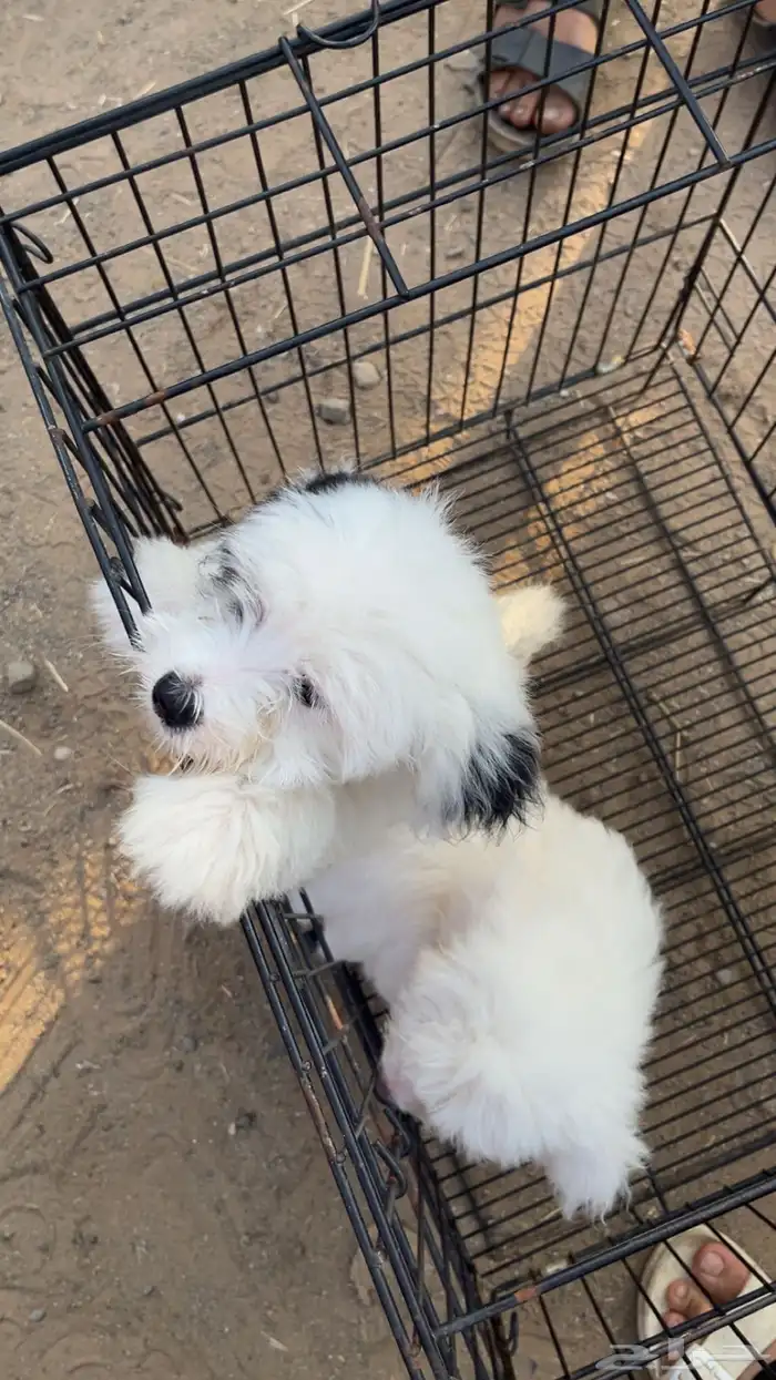 2 كلاب شيواوا 4