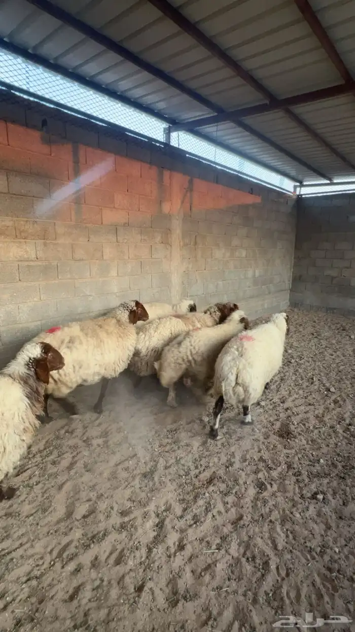 غنم نعيم دفيع واصله 0