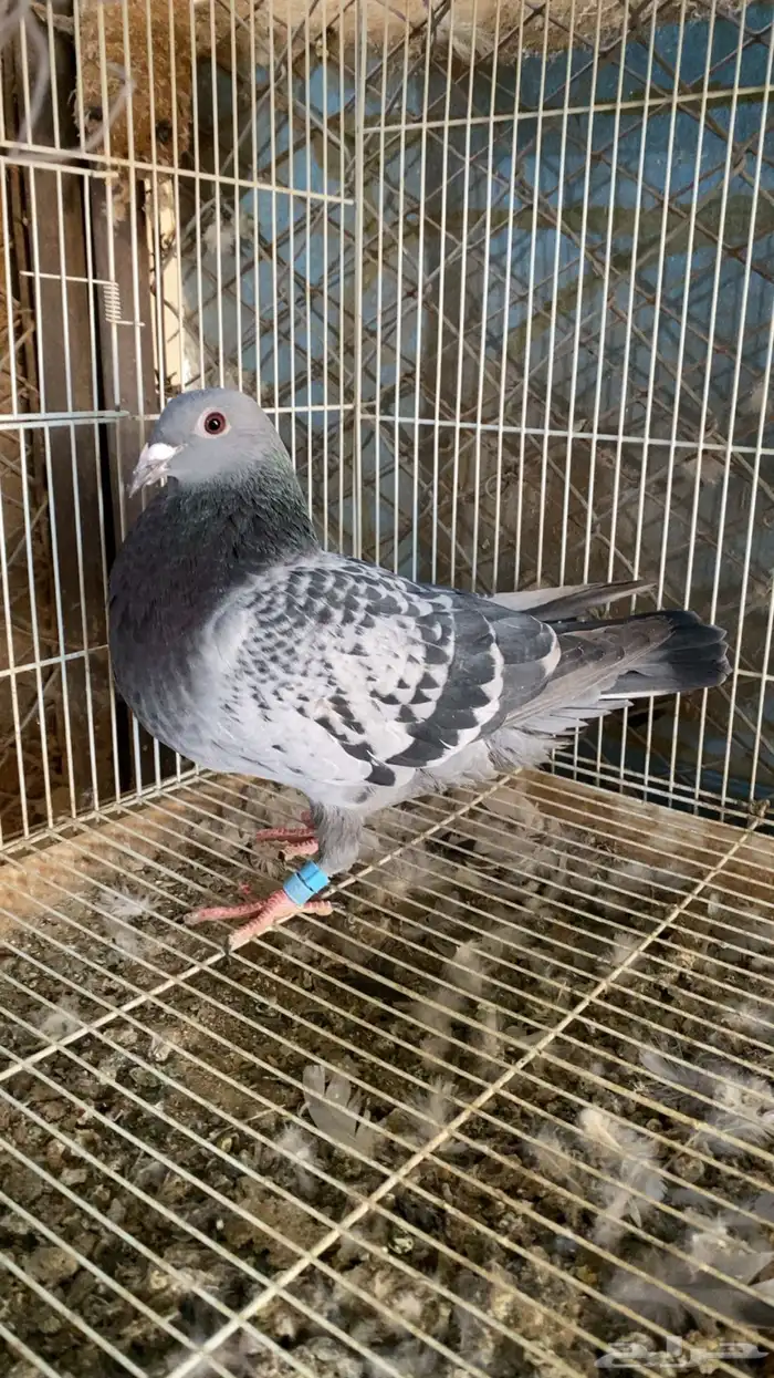 حمام زاجل سباق 2024 3