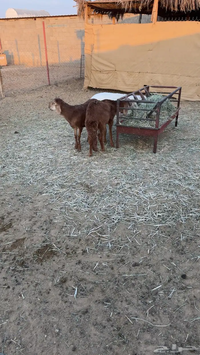 سواكن ثلاجه 2