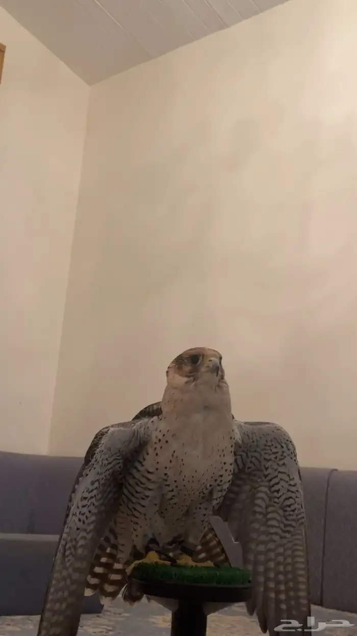 جيرة شاهين 0