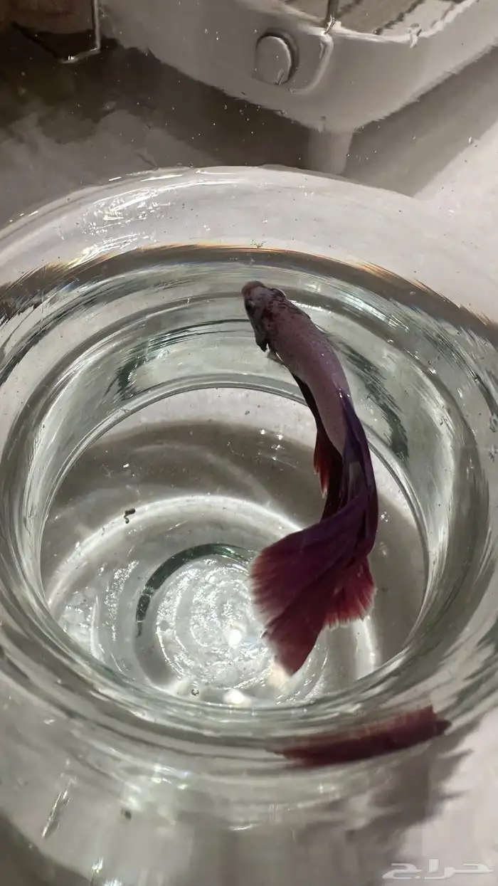 سمكه الفايتر 0