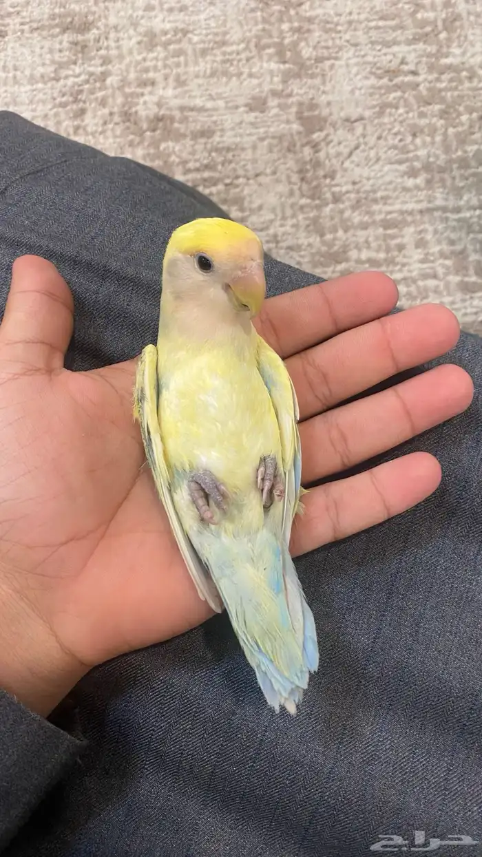 زوج روز منتج شرطط نص اليف 0