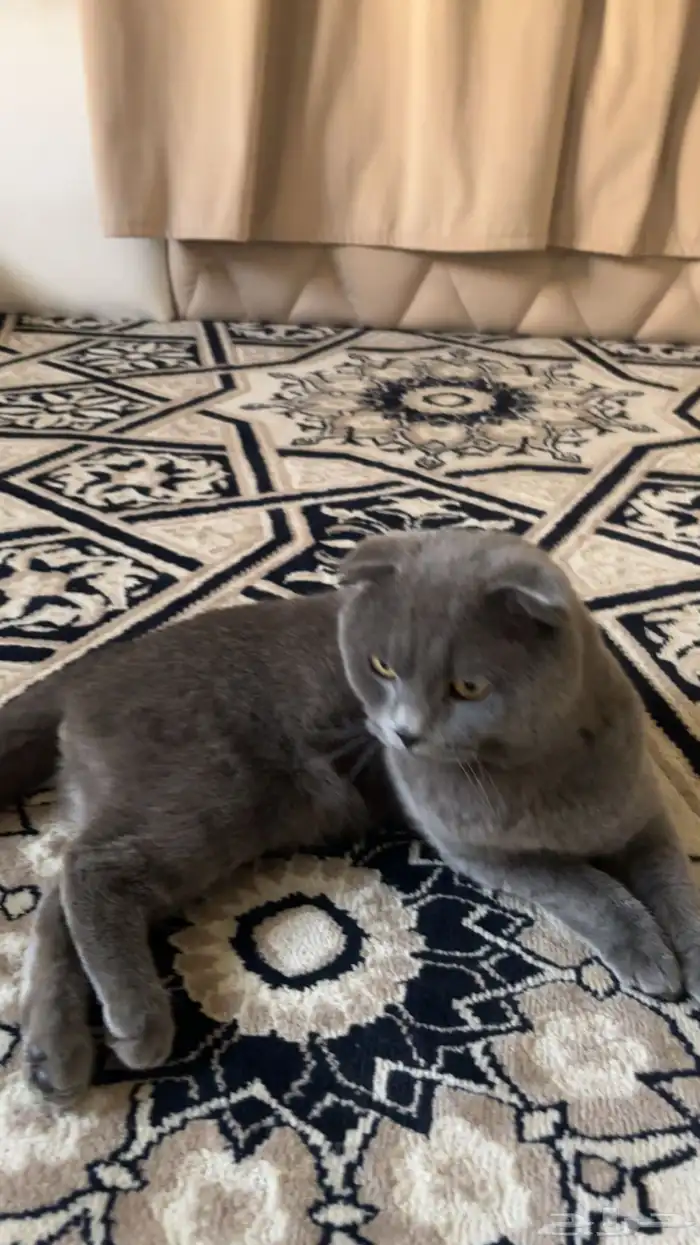 قط سكوتش للبيع 5