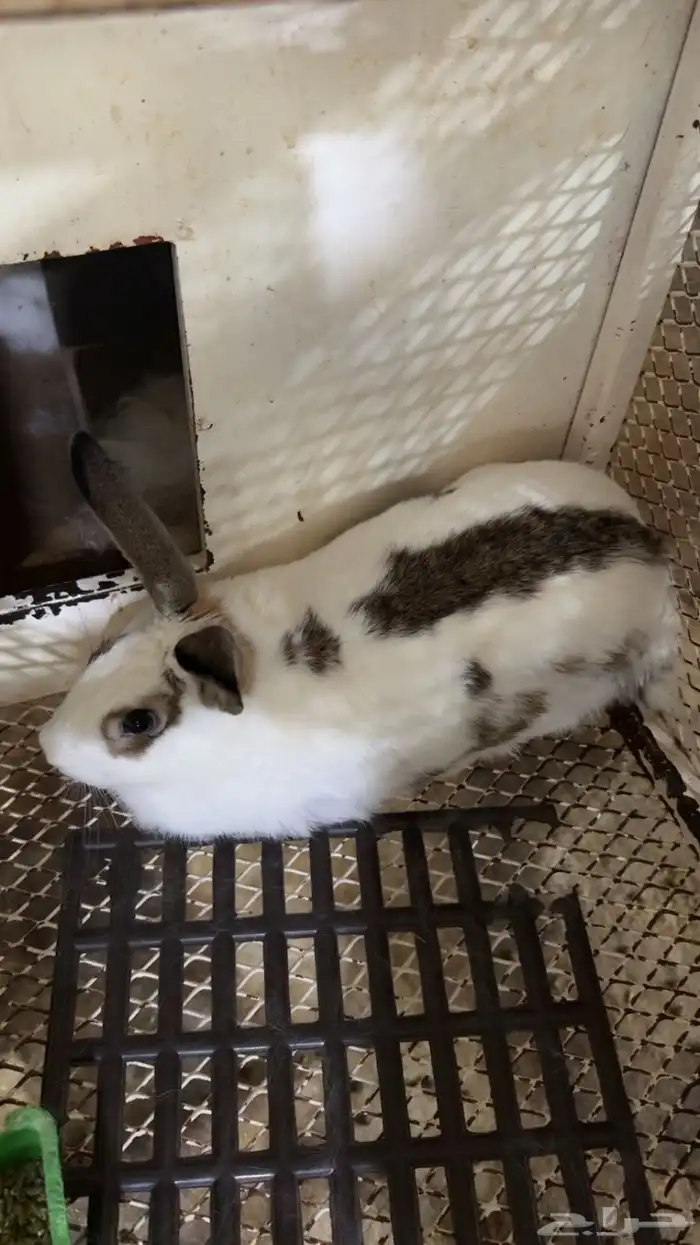 اناث مولدات ارانب شنشيلا وبابيون عملاق 4